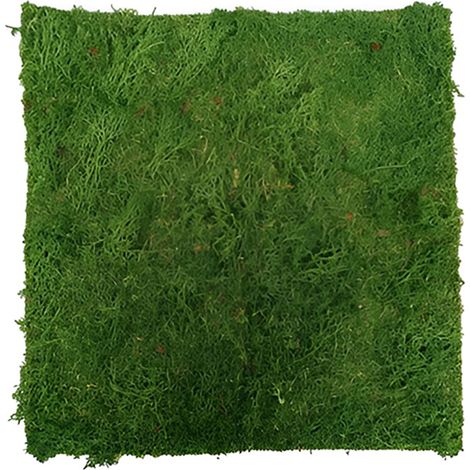 Tappetino Lichene 40x40cm con Adesivo Base per Presepe Diorami Decorazioni natale muschio Perfetto per il fai da te Hobby Creativi