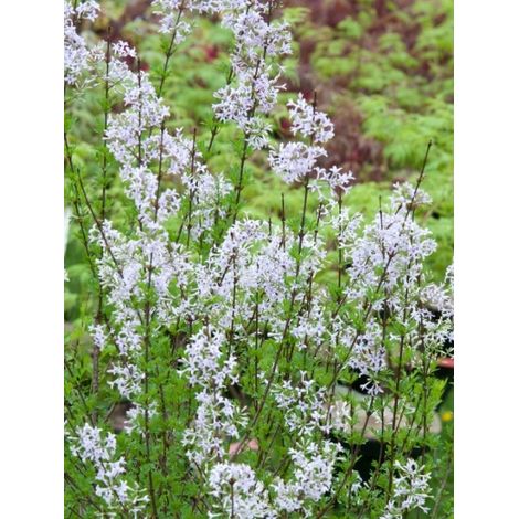 Lilas d'Afghanistan Pot de 4L/5L (1/2)