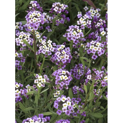 Alysse odorante 'Royal Carpet' Sachet de 0.5g (1/2)
