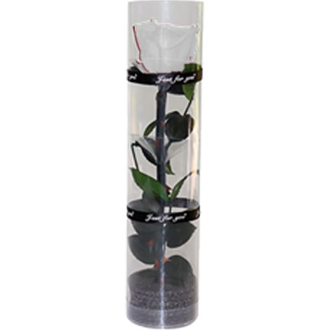Rose Préservee - Rose Réelle Naturelle Conservée Sans Eau - Longueur 27 cm - Diamètre Fleurs 4,5 cm - Pour Décoration Intérieure Cadeau - 1 Pièce (1/5)