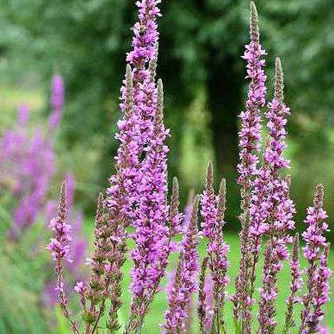 4 x Salicaire commune - Lythrum salicaria  - godet 9x9 cm