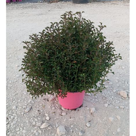Alternanthera Dentata Purple Pot 18 cm Vivace à Feuillage (1/3)