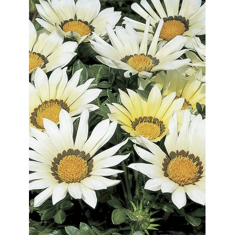 Gazanie 'Kiss White F1 ' le sachet de 20 graines