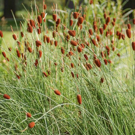 4 x Massette naine - Typha minima  - godet 9x9 cm (1/3)