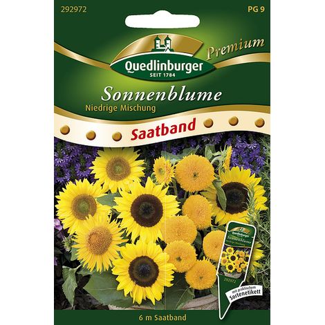 Quedlinburger Saatgut – Tournesols bas en mélange – Ruban de semis 6 mètres, hauteur env. 80 cm