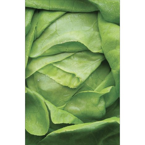 Sticker réfrigérateur et lave vaisselle, laitue croquant vert déco, 75 cm X 49 cm (1/4)