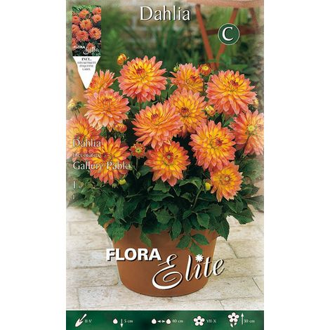 DAHLIA DECORATIVE GALLERY PABLO (CONFEZIONE DA 1 BULBO)