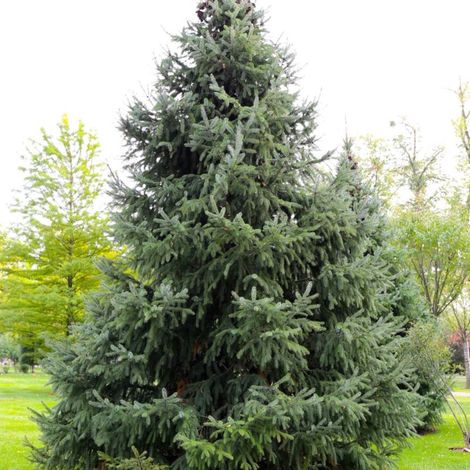 Pépinières Naudet – Douglas vert (Pseudotsuga menziesii) – Conifère à croissance rapide – Résistant au froid et à la sécheresse – Bois durable pour construction (1/4)