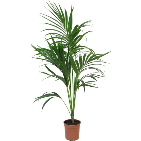 Howea Forsteriana Kentia - H 100/120 cm Vaso da Coltura Ø 20 cm (1/4)
