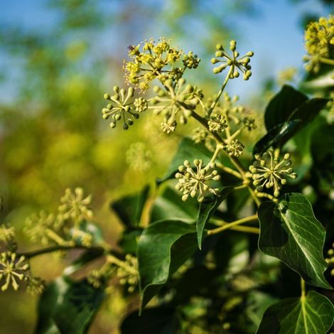 Pépinières Naudet – Arbre à miel (Tetradium daniellii) – Godet 9cm – Floraison blanche parfumée – Résistant à la sécheresse jusqu'à -15 °C