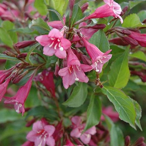 Weigela rumba - Weigela rumba 40/60 cm Pot 3L (1/4)