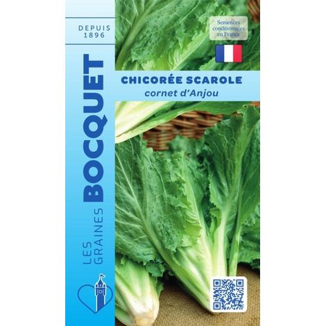 Chicorée scarole cornet d'Anjou - 4g