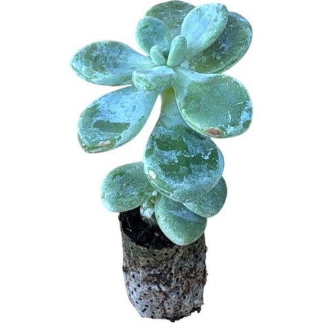 10 pezzi di Piante Grasse Amoena - Echeveria Hybrida IN VASO 10