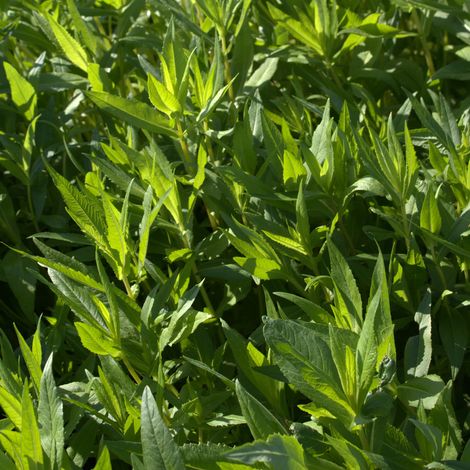 Ramtillkraut Guizotia abyssinica 25 kg Gingellikraut Zwischenfrucht Gründünger