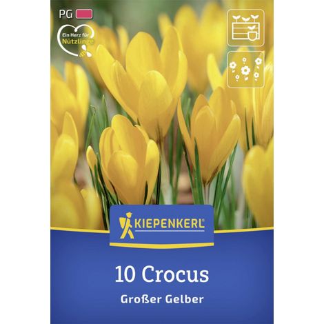 Kiepenkerl Herbstblumenzwiebel Großblumiger Krokus Großer Gelber 10 Stück (1/2)