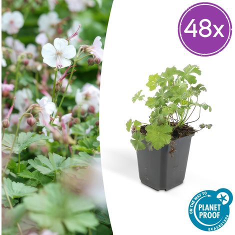 Lot de 48 Géraniums vivaces Biokovo Couvre-sol Fleurs Blanc-Rosé Pot Ø 9 cm Hauteur 10-25 cm - PANGIVO (1/5)