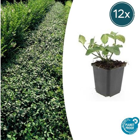Lot de 12 Fusains de Fortune Dart's Blanket Couvre-sol Persistant Vert et Crème 10-25 cm Ø 9 cm - PANGIVO (1/5)