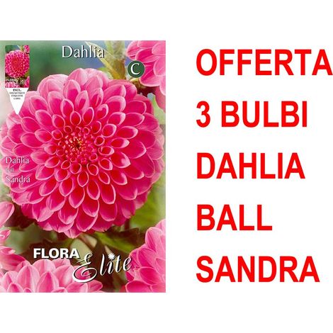 OFFERTA 3 BULBI DAHLIA BALL SANDRA BULBS