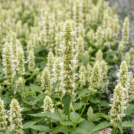 3 Agastaches géantes (Agastache nepetoides)