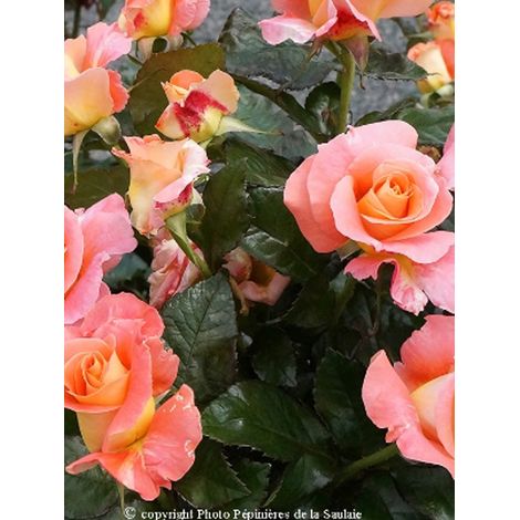 Rosier Thé moderne 'Eriko Takeda'© Pot de 4L/5L