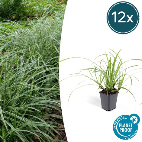 Lot de 12 Carex morrowii 'Ice Dance' Graminée Couvre-sol Persistante Pot Ø9cm H10-25cm - PANGIVO (1/5)