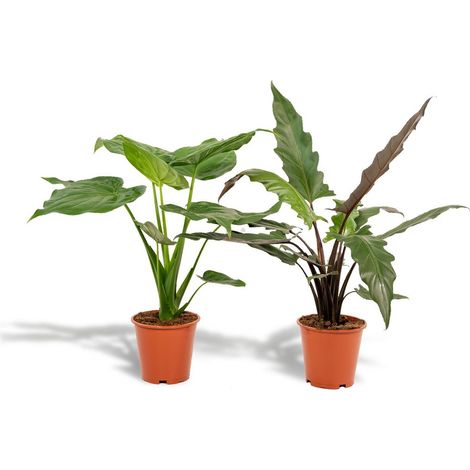 Lot de 2 Alocasia d’intérieur Cucullata et Lauterbachiana, Plantes dépolluantes, H 60 cm et 75 cm, Pot 19 cm - PANGIVO (1/5)
