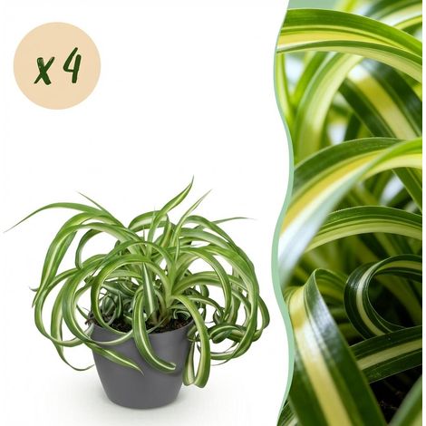 Chlorophytum comosum Bonnie Plante d'intérieur Dépolluante Lot de 4 avec Pot Gris 12 cm H20 cm - PANGIVO (1/5)