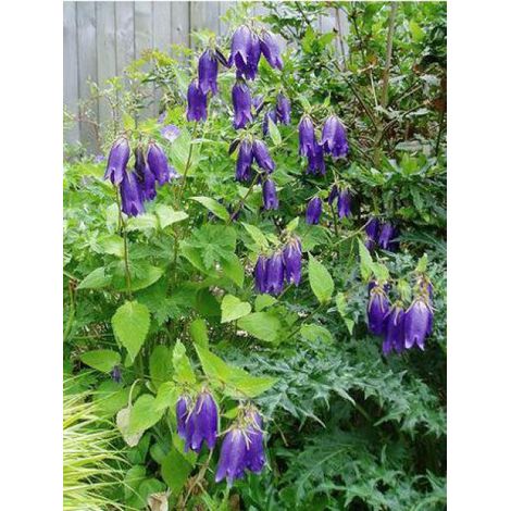 Campanule 'Sarastro' Godet de 8/9 cm (1/3)