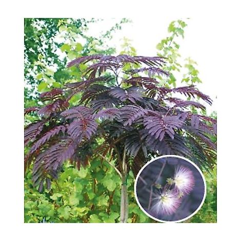 Albizia Julibrissin Summer Chocolate – Godet avec fleurs rouges en plumet – Période de plantation été – Apportez élégance à votre jardin – Fabre Graines