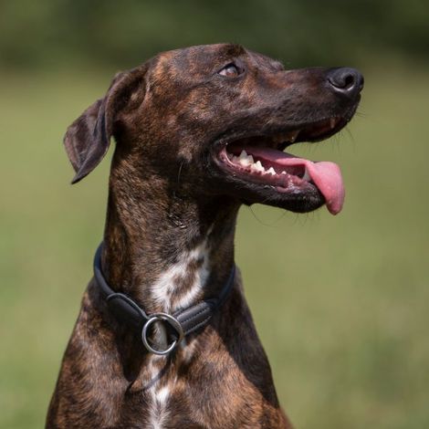Kieffer Hundehalsband Ultrasoft, rundgenäht - schwarz - 60 cm (1/5)