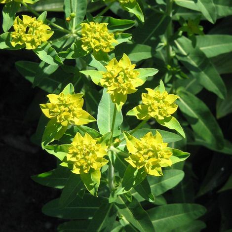 Euphorbe schillingii | Conditionnement: Lot de 9 godets