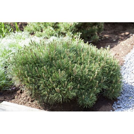 Niedrige Krüppelkiefer Pinus mugo 'Pumilio' C 3 25- 30