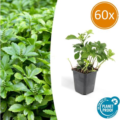 60x Pachysandra terminalis 'Green Carpet' Plante Couvre-sol Persistante 10-25 cm Pot Ø 9 cm - PANGIVO (1/5)