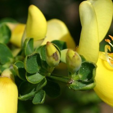 Genêt  - Cytisus 'Luna'  - 40-60 cm pot