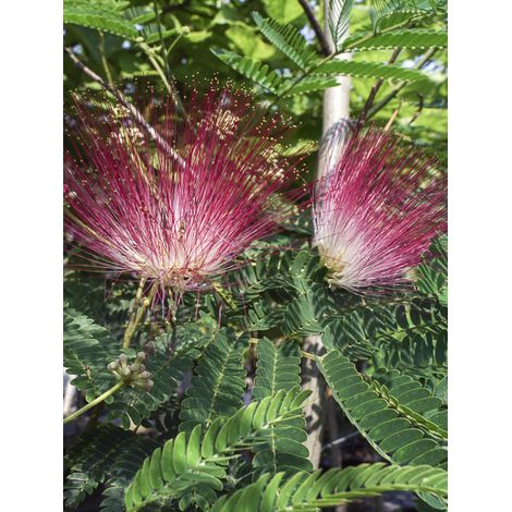 Arbre de soie 'Rouge De Tuillière' Pot de 3L/4L