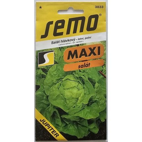 LECHUGA DE CABEZA SEMILLA – verano, campo 3833
