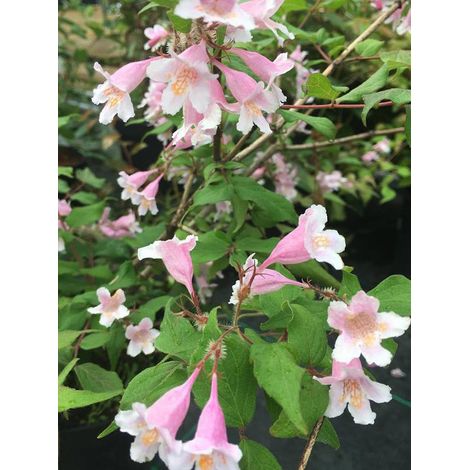 Buisson de beauté Pot de 3L/4L (1/4)