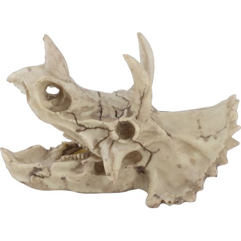Modèle crâne dinosaure Triceratops en résine, squelette simulé, déco figurine bureau salon (1/5)