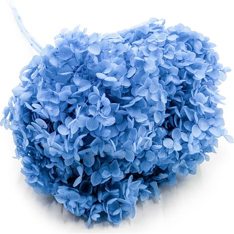 Hortensia estabilizada (Hydrangea Cabeza) - Azul real