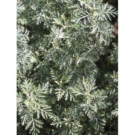 Absinthe romaine Godet de 8/9 cm (1/4)