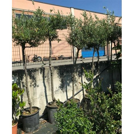 Albero adulto di Ulivo Olivo "Olea europea" in mastello 50 cm h. 250 cm circa resistente al freddo FOTO REALE (1/2)
