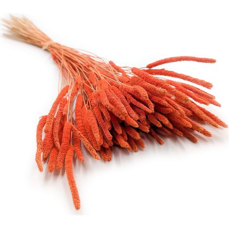 Erba secca - Timoteo (Phleum) - Arancione