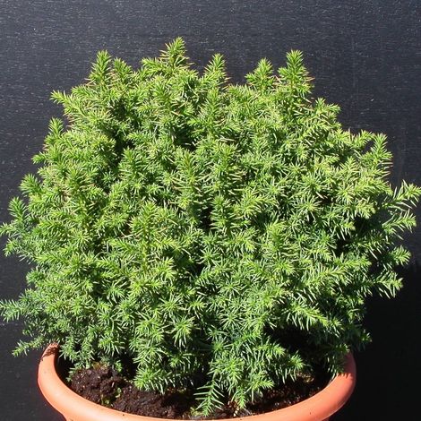 Cèdre du Japon Vilmoriniana, Cryptomeria/Pot de 3L - 40/60 cm (1/3)