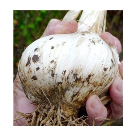 Ail éléphant bulbe 70+ – Très rare – Calibre énorme – Pour potager – 1 bulbe – Fabre Graines