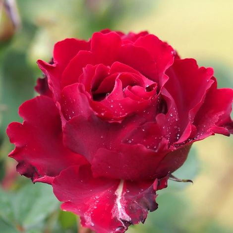 Rosier à grandes fleurs Hommage à Barbara® 'Delchifrou'/Pot de 3L - Touffe