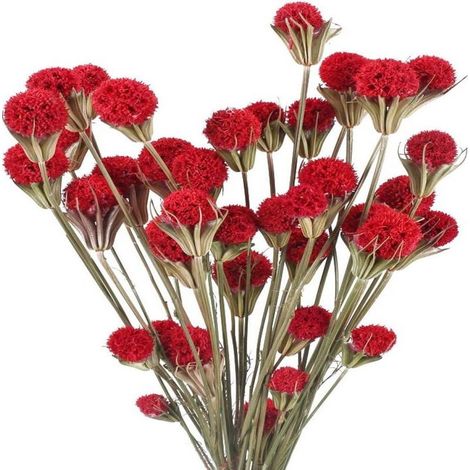 Boules De Craspedia - Fleurs Séchées Naturelles - Décoration Florale Intérieure Mariage Fête Photographie - Lot De 2 Pièces (1/5)