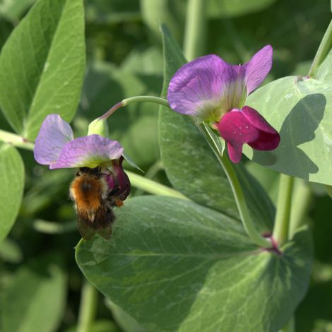 Futtererbse Saaterbse Pisum ÖKO sativum 25 kg Sommer Grünfutter Gründüngung