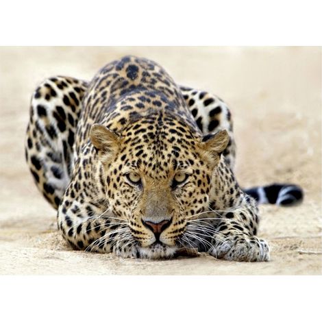 Papier peint panoramique tigre motif animalier décoration murale – 150 x 105 cm Wallarena (1/4)