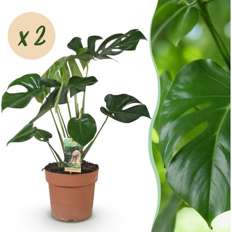 Lot de 2 Plantes d'Intérieur Monstera Deliciosa Plante à Trous Vert Pot 17cm Hauteur 50-55cm - PANGIVO (1/5)