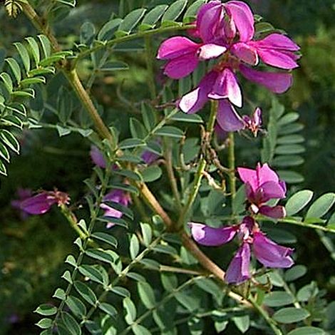 Indigotier heterantha 'Gerardiana' - 40-60 cm pot (1/5)